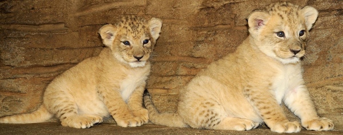 Tierpark Olmütz (Zoo Olomouc)