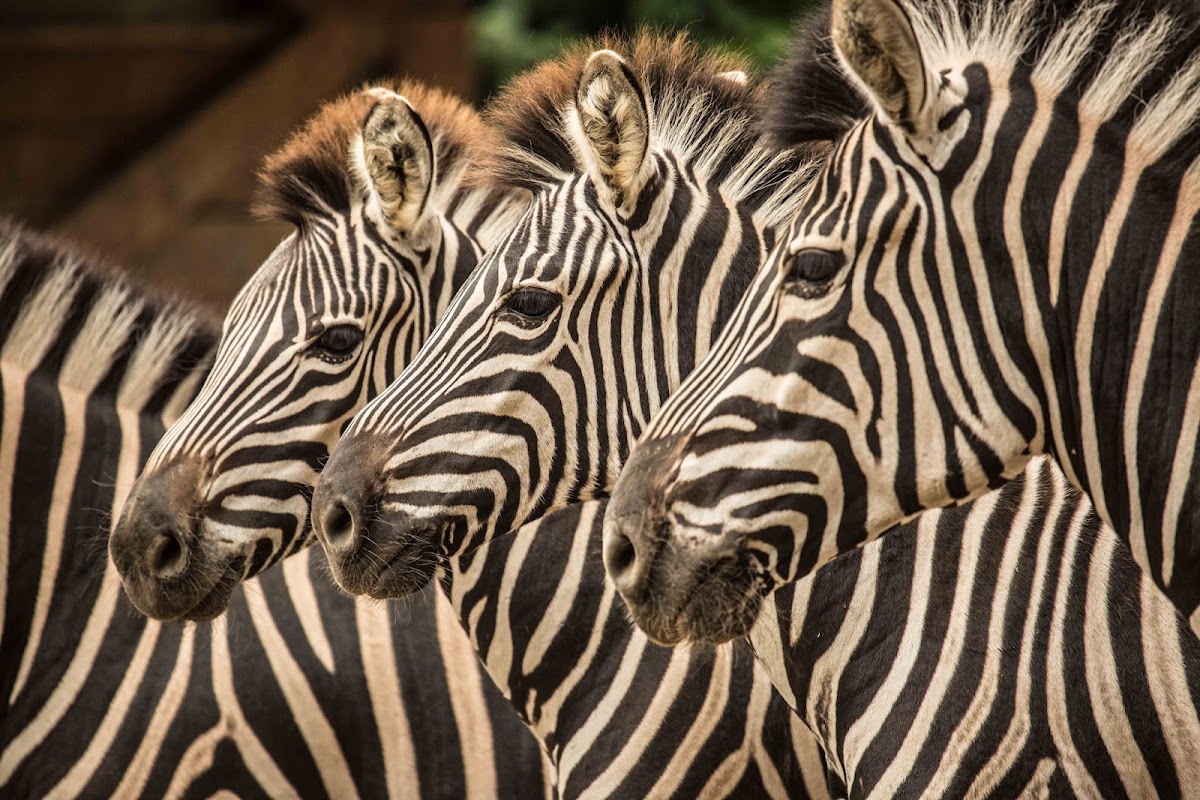 Tierpark Ljubljana (Živalski vrt Ljubljana)
