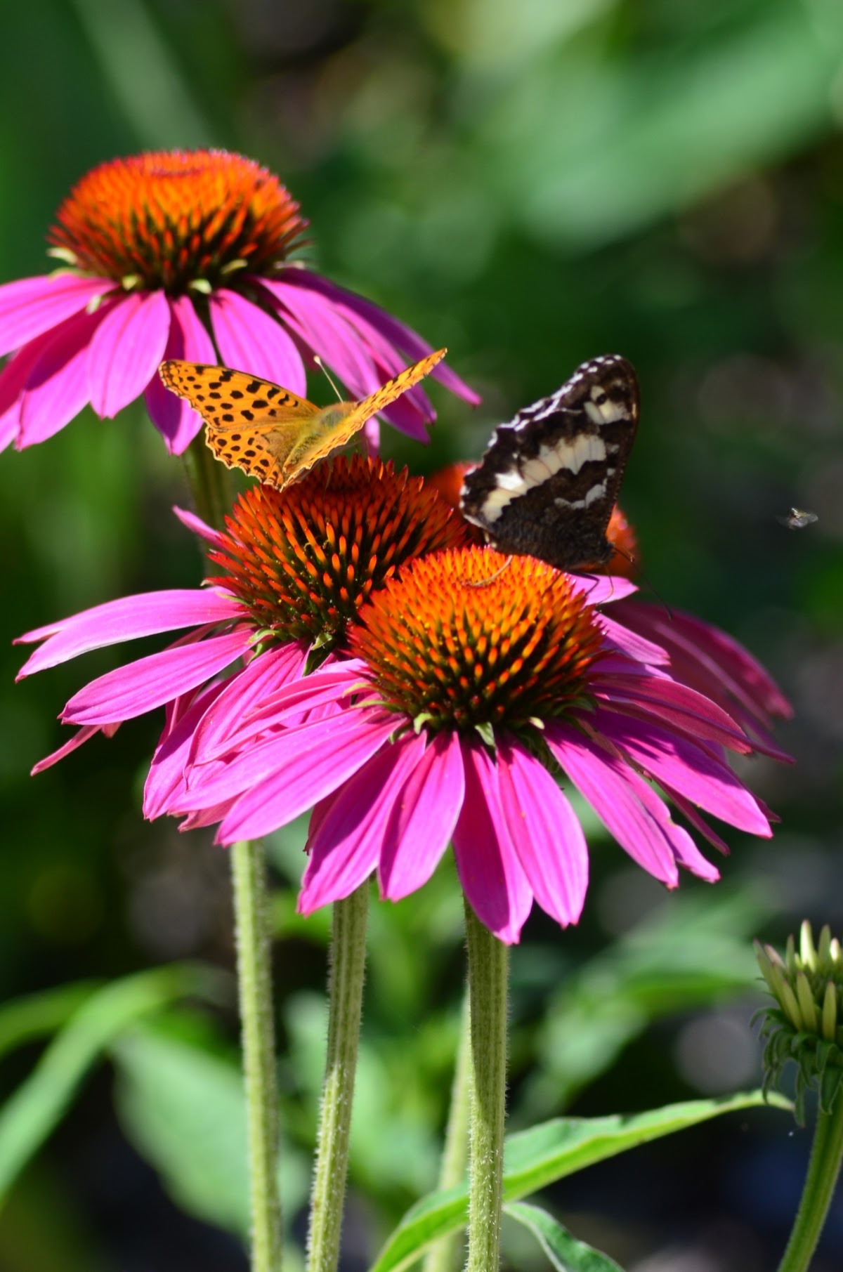 Nationaler Botanischer Garten Vácrátót (Nemzeti Botanikus Kert)