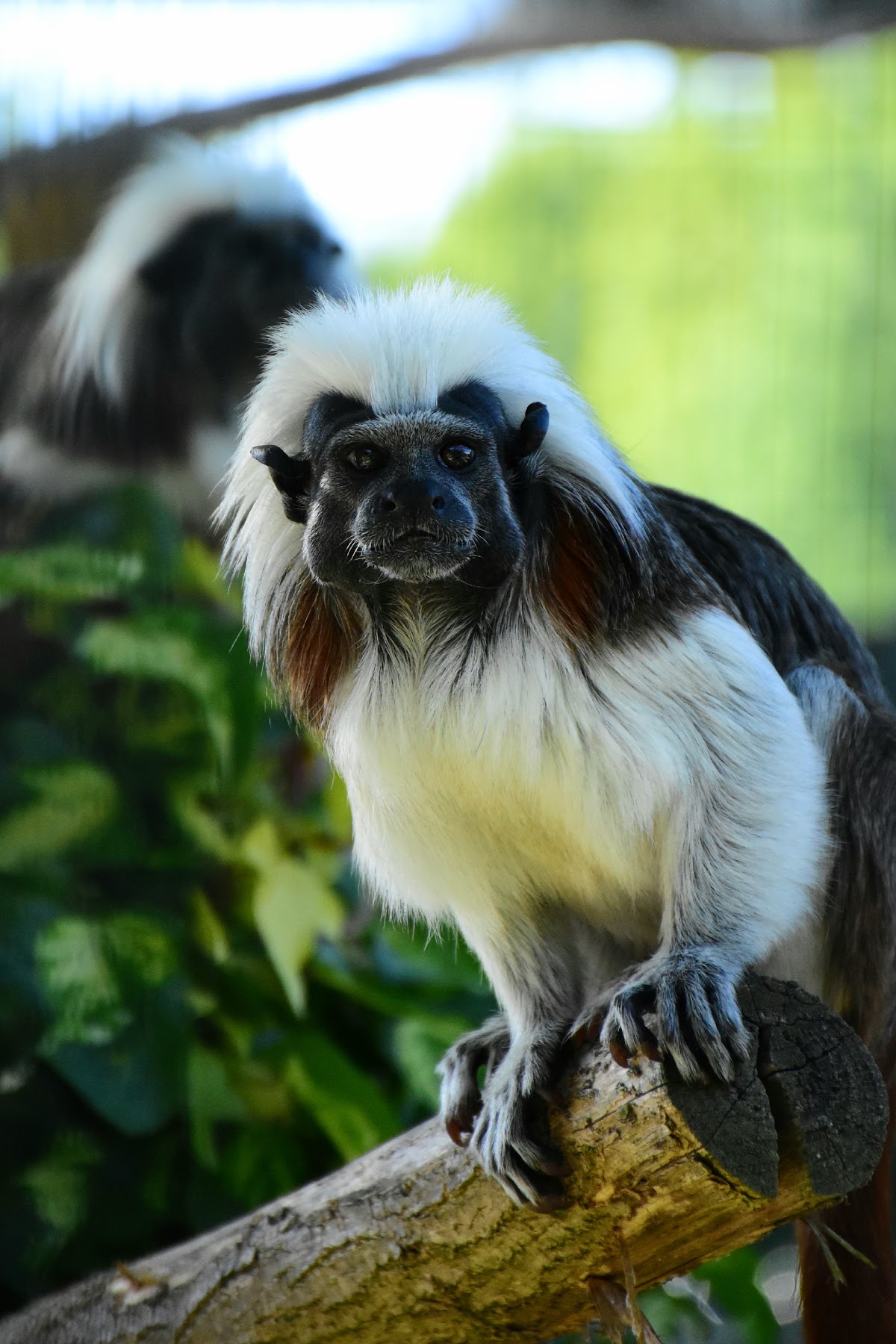 Tierpark SIKALUZOO Radenci (Živalski vrt SIKALUZOO)