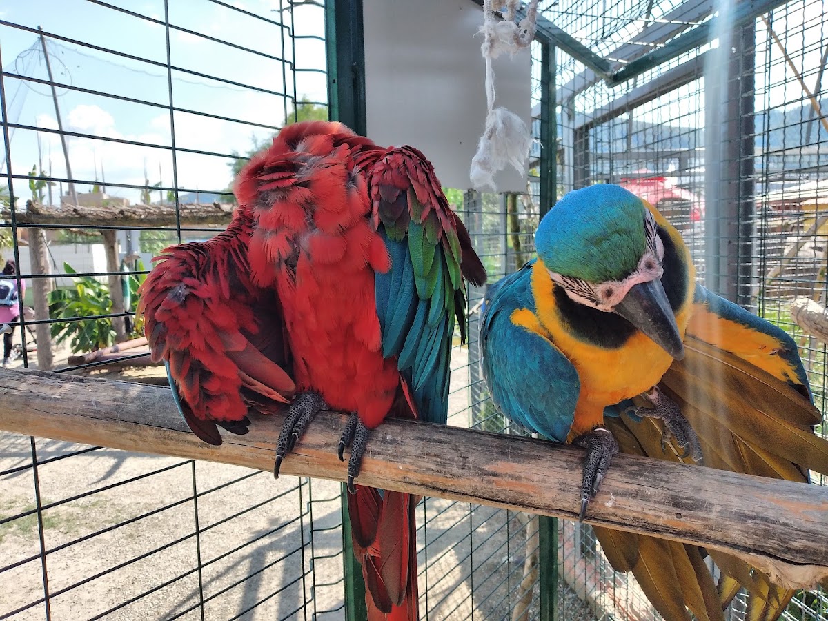 Tierpark Slovenske Konjice (ZOO Land)