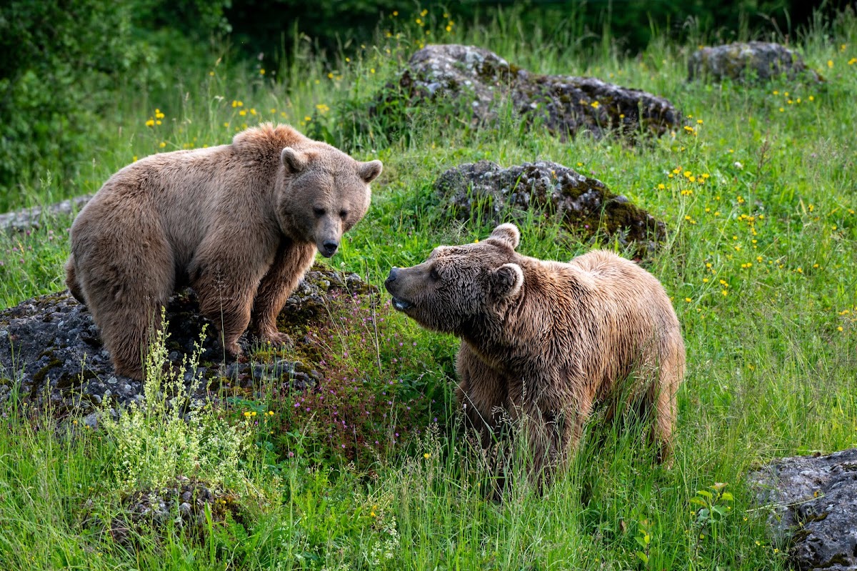Natur- und Tierpark Goldau