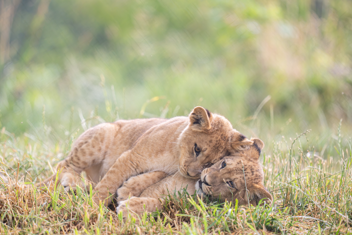 Walter Zoo Gossau