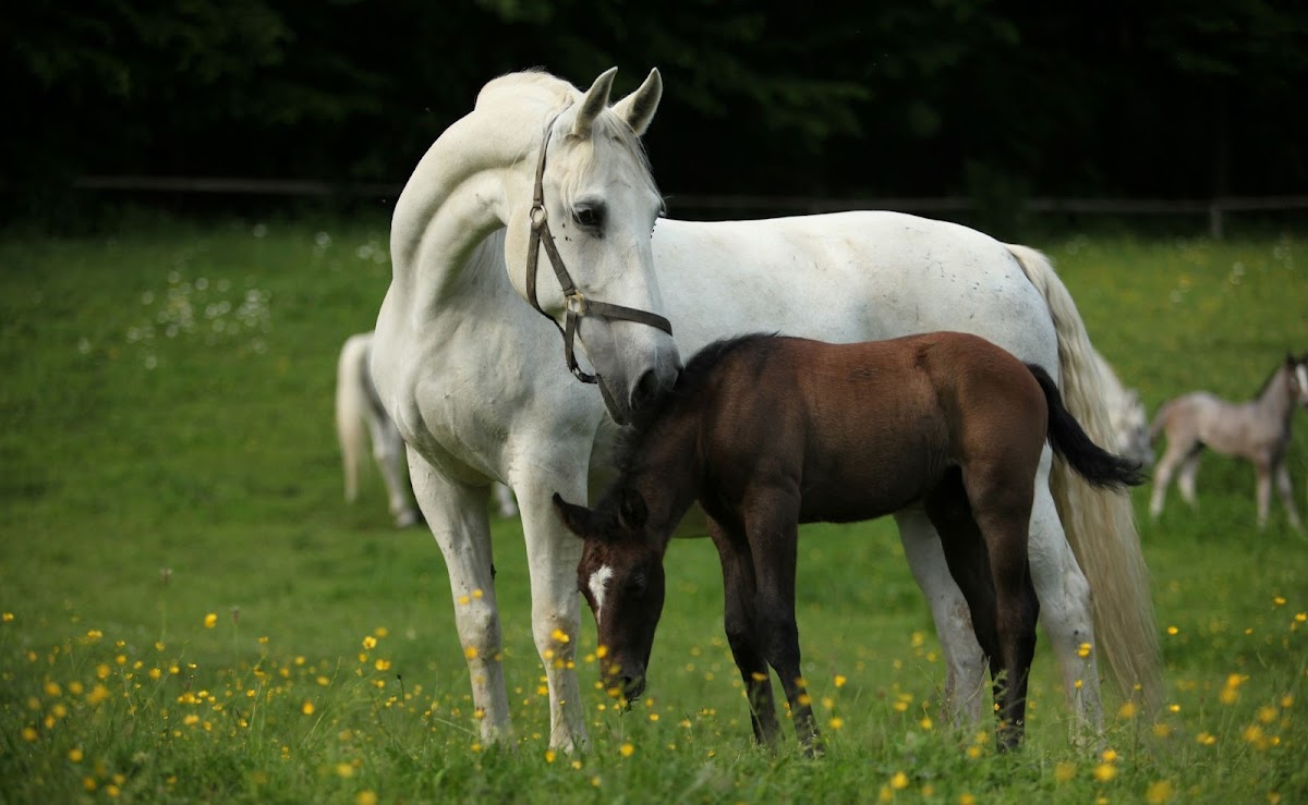 Lipizzanergestüt Piber