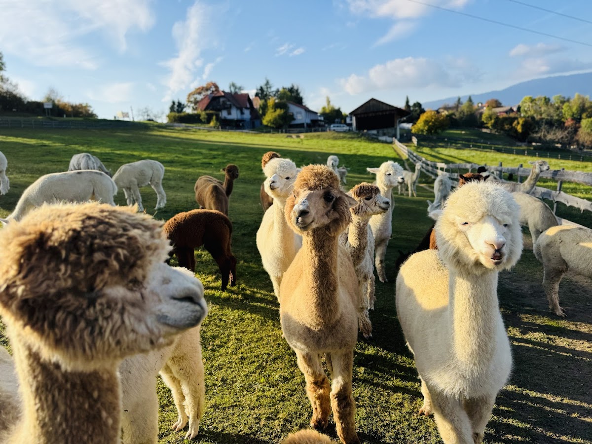 Schöcklblick Alpakas