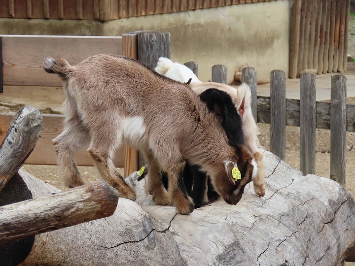 Tierwelt Herberstein
