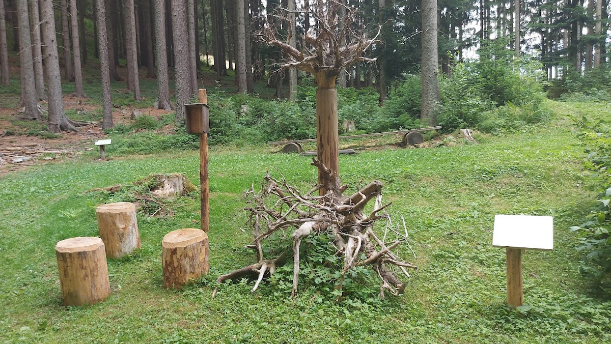 Wald der Sinne Neuberg an der Mürz