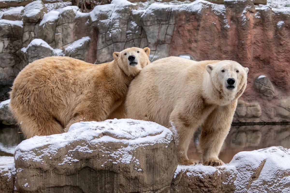 Tierpark Brünn (Zoo Brno)