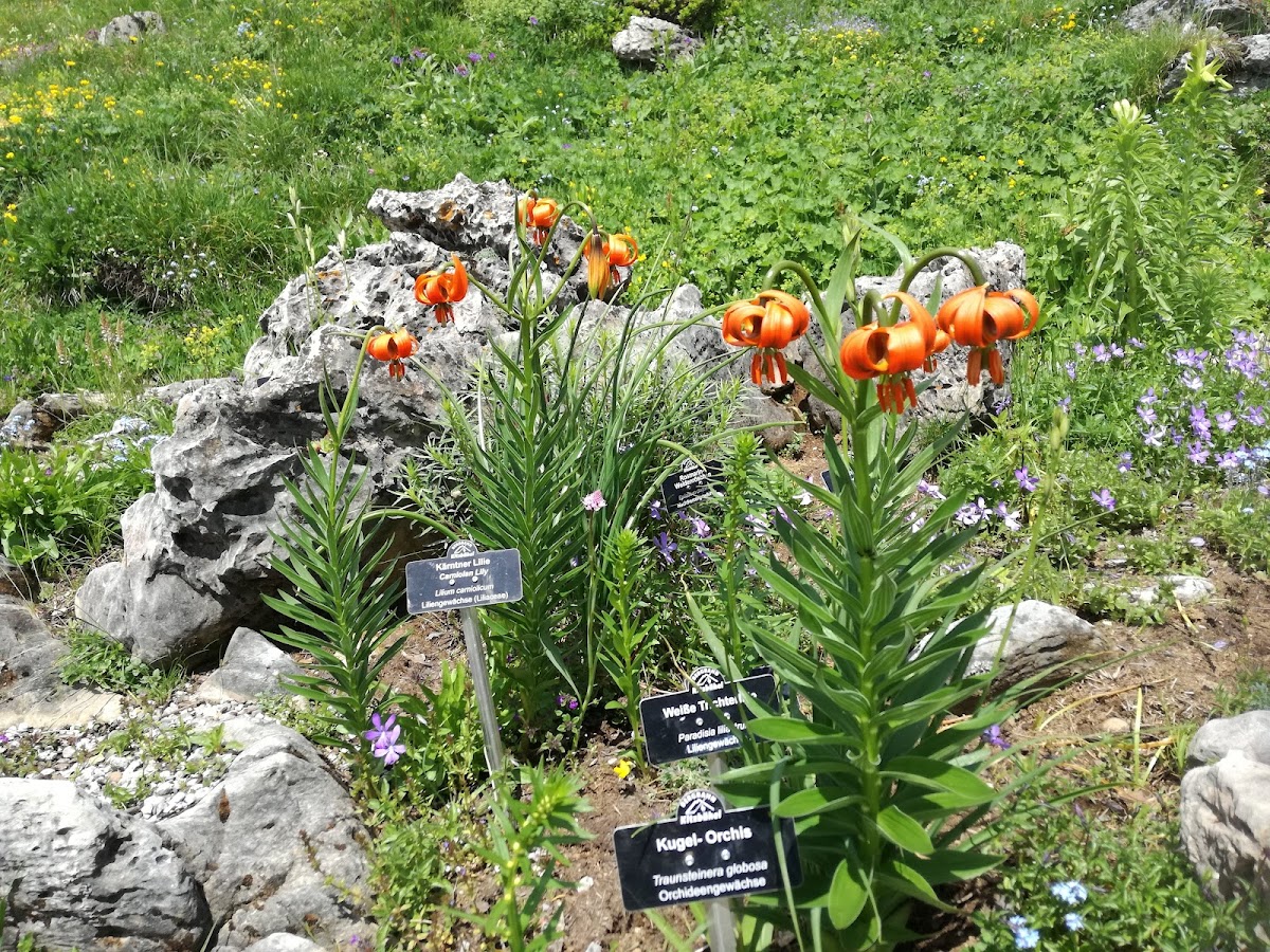Alpenblumengarten am Kitzbüheler Horn