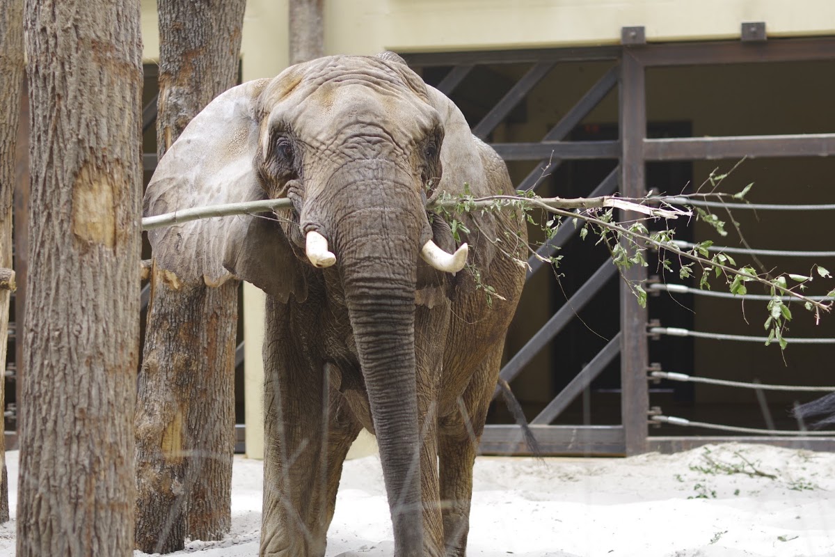 Nationaler Tierpark Bojnice (Národná zoo Bojnice)