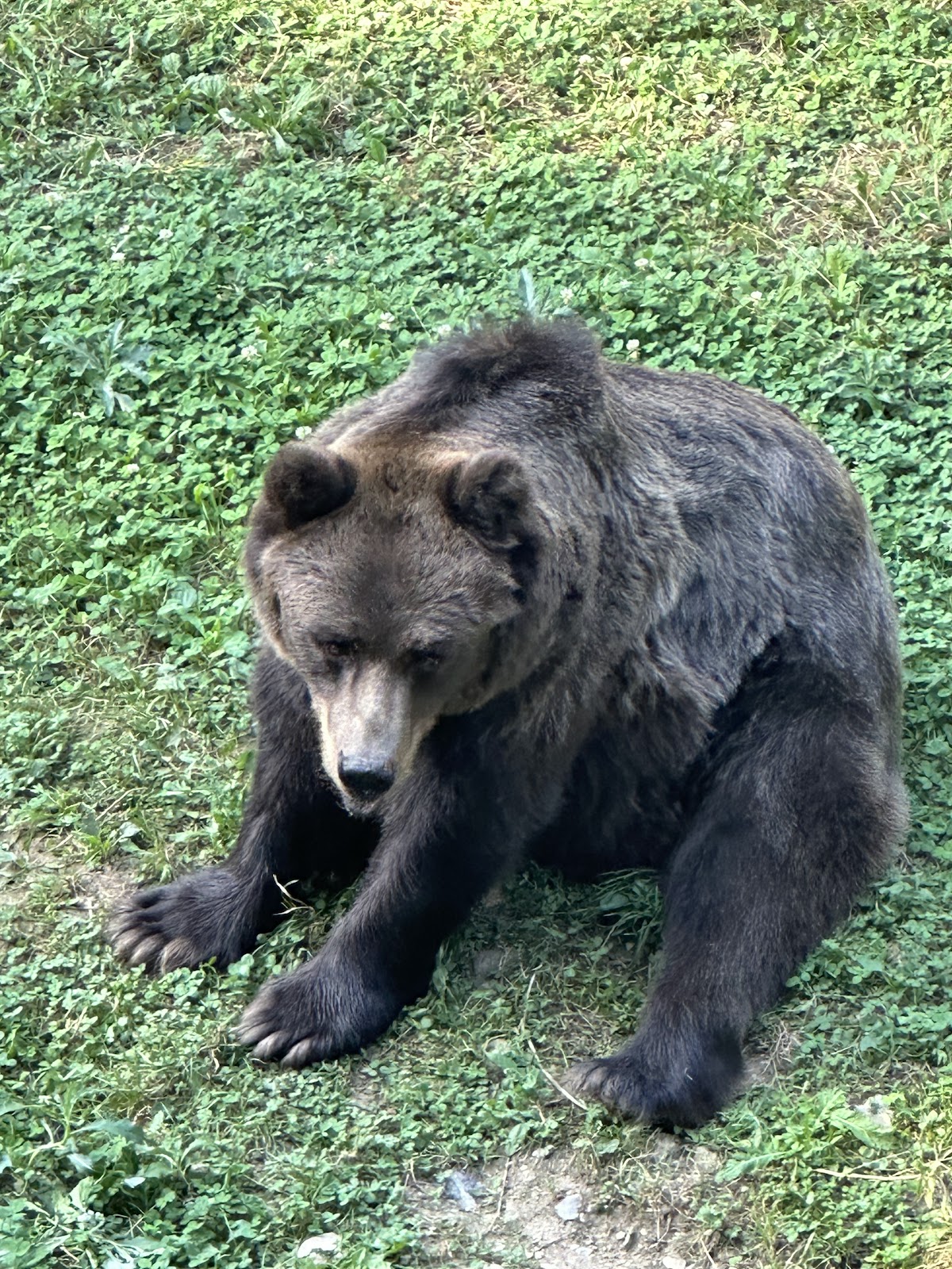 Wildtierpark Spormaggiore (Belpark Parco Faunistico)