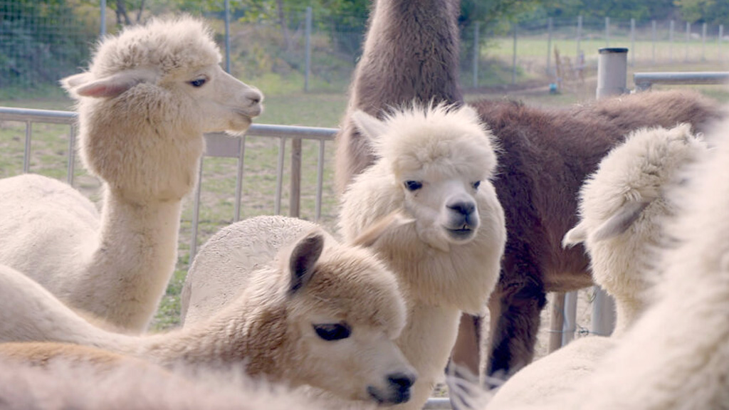 Lama Wanderung Österreich