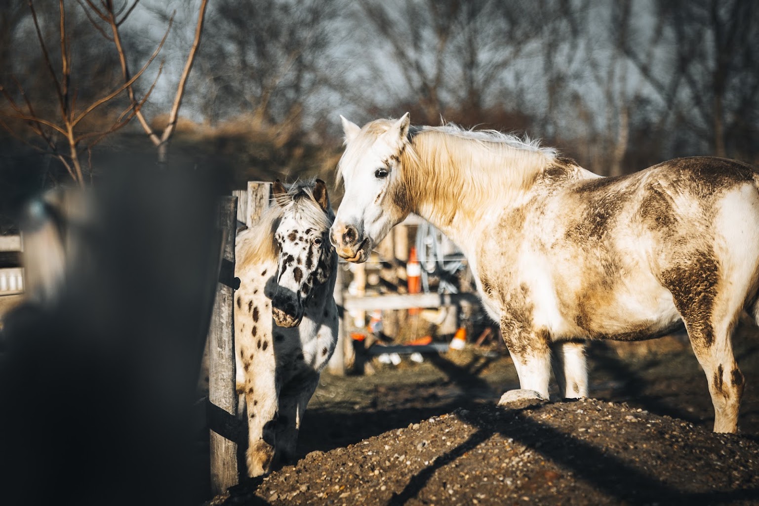 Sognohof – artgerechte Tierhaltung in der Großstadt