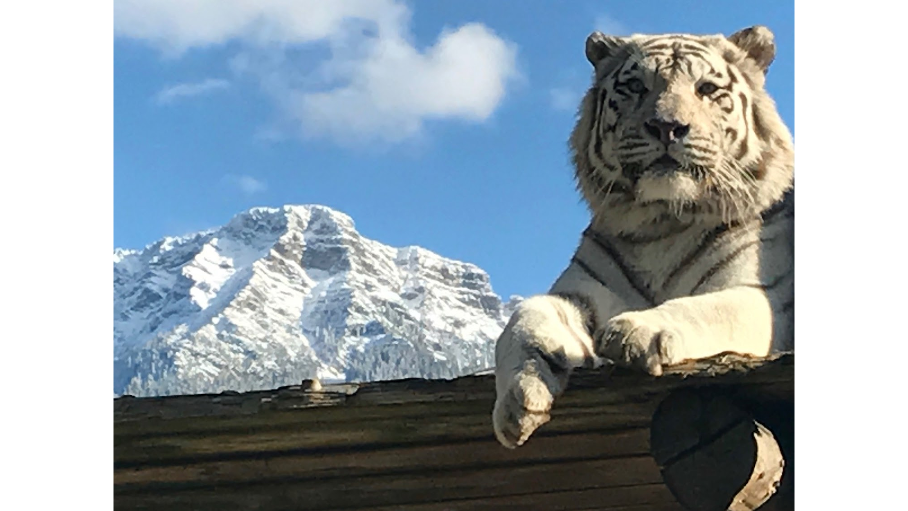 WEISSER ZOO & Kameltheater Kernhof