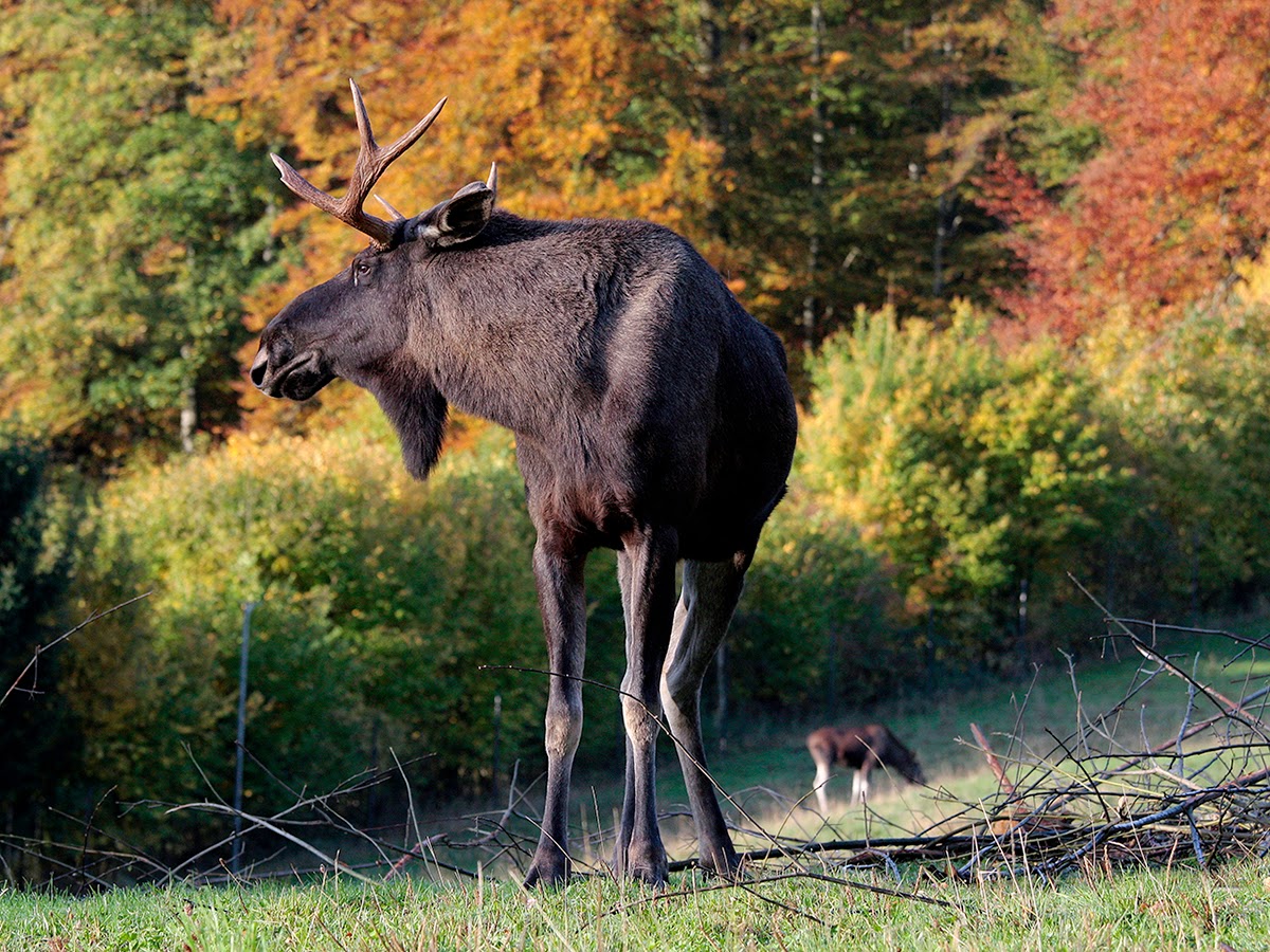 Tierpark Langenberg – Wildnispark Zürich